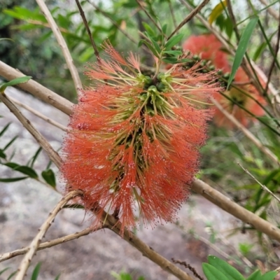 Melaleuca hypericifolia (Hillock Bush) at Bowral - 7 Jan 2023 by trevorpreston
