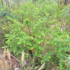 Melaleuca hypericifolia at Bowral, NSW - 7 Jan 2023