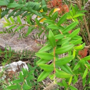 Melaleuca hypericifolia at Bowral, NSW - 7 Jan 2023