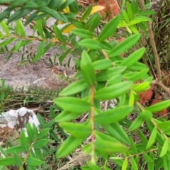Melaleuca hypericifolia at Bowral, NSW - 7 Jan 2023 03:36 PM