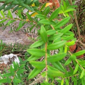 Melaleuca hypericifolia at Bowral, NSW - 7 Jan 2023