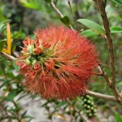 Melaleuca hypericifolia at Bowral, NSW - 7 Jan 2023