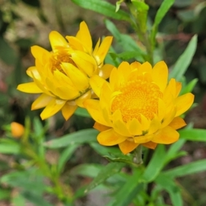 Xerochrysum bracteatum at Bowral, NSW - 7 Jan 2023 03:36 PM