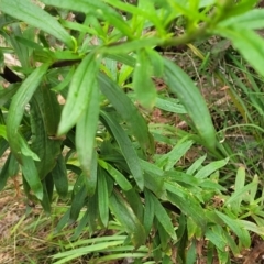 Xerochrysum bracteatum at Bowral, NSW - 7 Jan 2023