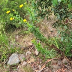 Xerochrysum bracteatum at Bowral, NSW - 7 Jan 2023 03:36 PM