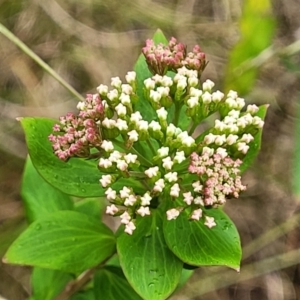 Platysace lanceolata at Bowral, NSW - 7 Jan 2023