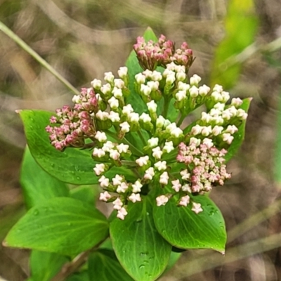 Platysace lanceolata (Shrubby Platysace) at Bowral - 7 Jan 2023 by trevorpreston