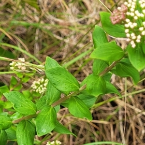 Platysace lanceolata at Bowral, NSW - 7 Jan 2023