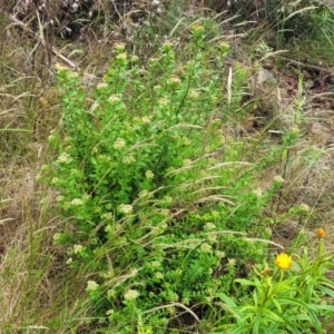 Platysace lanceolata at Bowral, NSW - 7 Jan 2023