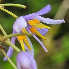 Dianella longifolia (Pale Flax Lily) at Wingecarribee Local Government Area - 7 Jan 2023 by trevorpreston