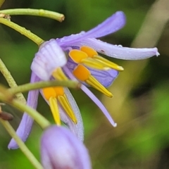 Dianella longifolia (Pale Flax Lily) at Bowral - 7 Jan 2023 by trevorpreston