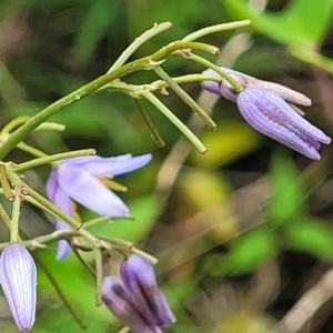 Dianella longifolia at Bowral, NSW - 7 Jan 2023