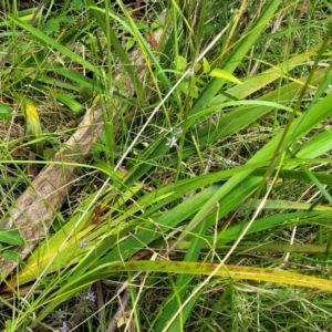 Dianella longifolia at Bowral, NSW - 7 Jan 2023 03:34 PM