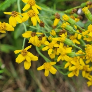 Senecio linearifolius at Bowral, NSW - 7 Jan 2023