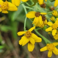 Senecio linearifolius at Bowral, NSW - 7 Jan 2023