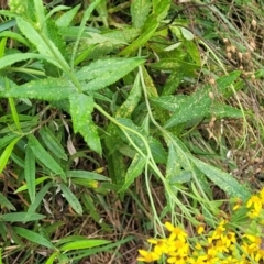 Senecio linearifolius at Bowral, NSW - 7 Jan 2023 03:32 PM