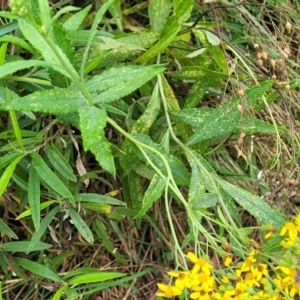 Senecio linearifolius at Bowral, NSW - 7 Jan 2023 03:32 PM