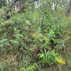 Senecio linearifolius at Bowral, NSW - 7 Jan 2023