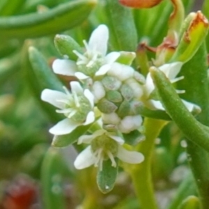 Poranthera ericifolia at Vincentia, NSW - suppressed