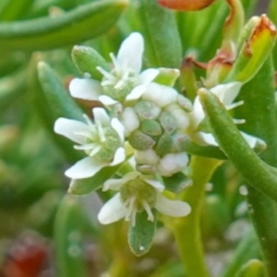 Poranthera ericifolia at Jervis Bay National Park - 5 Jan 2023 by RobG1