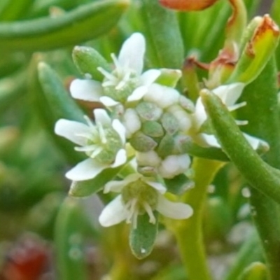 Poranthera ericifolia at Vincentia, NSW - 5 Jan 2023 by RobG1