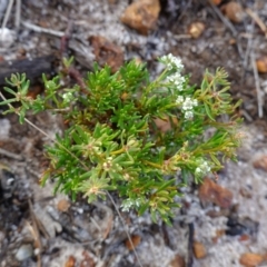 Poranthera ericifolia at Vincentia, NSW - suppressed