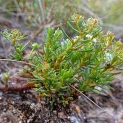 Poranthera ericifolia at Vincentia, NSW - suppressed