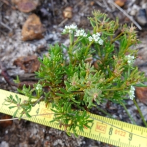 Poranthera ericifolia at Vincentia, NSW - suppressed