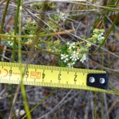 Poranthera ericifolia at Vincentia, NSW - suppressed