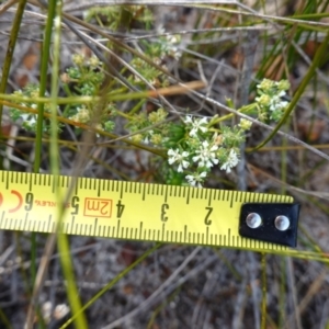 Poranthera ericifolia at Vincentia, NSW - suppressed