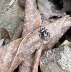 Salpesia sp. (genus) (Salpesia Jumping Spider) at Aranda, ACT - 7 Jan 2023 by Jubeyjubes