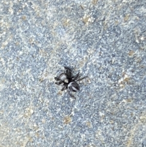 Salpesia sp. (genus) at Aranda, ACT - 7 Jan 2023