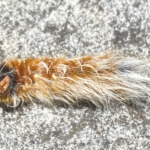 Anthela (genus) immature at Aranda, ACT - 8 Jan 2023 02:15 PM