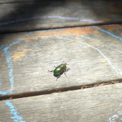 Lamprima aurata (Golden stag beetle) at Hackett, ACT - 8 Jan 2023 by mareehill