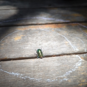 Lamprima aurata at Hackett, ACT - 8 Jan 2023