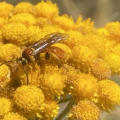 Labium sp. (genus) (An Ichneumon wasp) at Aranda, ACT - 8 Jan 2023 by Jubeyjubes