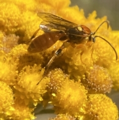 Labium sp. (genus) at Aranda, ACT - 8 Jan 2023