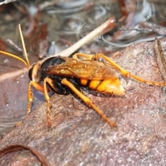 Exeirus lateritius (Australian Cicada-killer Wasp) at Vincentia, NSW - 5 Jan 2023 by RobG1