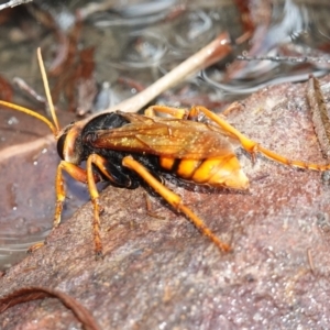 Exeirus lateritius at Vincentia, NSW - suppressed