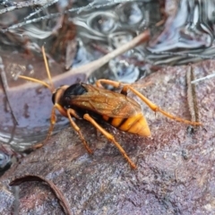 Exeirus lateritius at Vincentia, NSW - suppressed