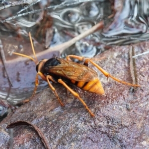 Exeirus lateritius at Vincentia, NSW - suppressed