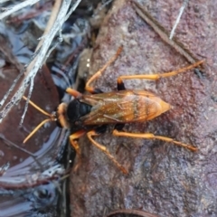 Exeirus lateritius at Vincentia, NSW - suppressed