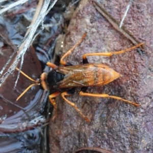 Exeirus lateritius at Vincentia, NSW - suppressed