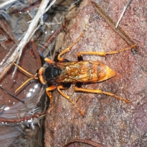 Exeirus lateritius at Vincentia, NSW - suppressed