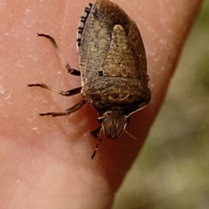 Dictyotus conspicuus at Aranda, ACT - 7 Jan 2023