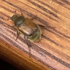 Melolonthinae sp. (subfamily) (Cockchafer) at Aranda, ACT - 7 Jan 2023 by Jubeyjubes