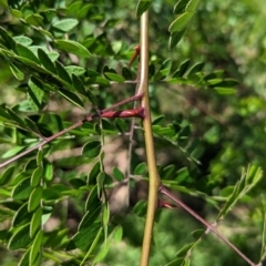 Gleditsia triacanthos (Honey Locust, Thorny Locust) at Wodonga Regional Park - 8 Jan 2023 by Darcy