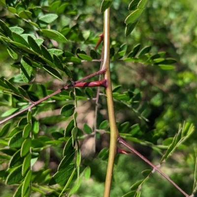 Gleditsia triacanthos (Honey Locust, Thorny Locust) at Wodonga - 7 Jan 2023 by Darcy