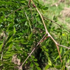 Gleditsia triacanthos at Gateway Island, VIC - 8 Jan 2023