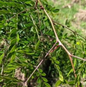 Gleditsia triacanthos at Gateway Island, VIC - 8 Jan 2023 10:35 AM